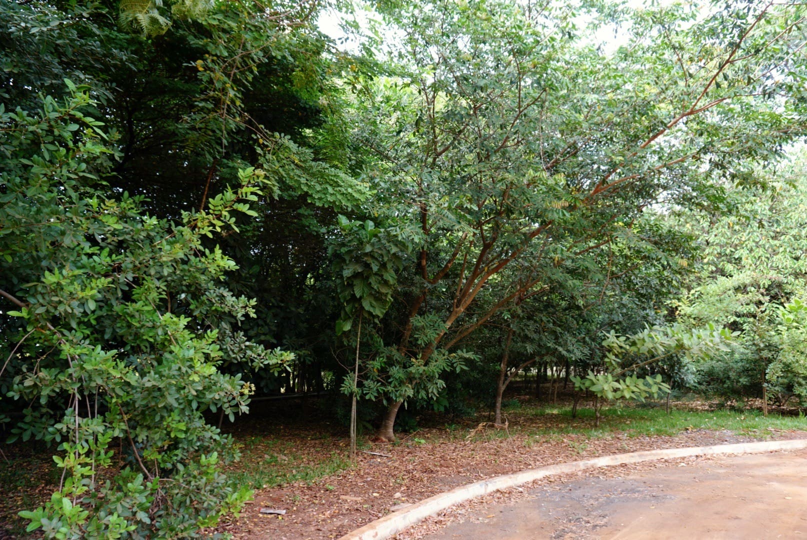 Rua com árvores a volta